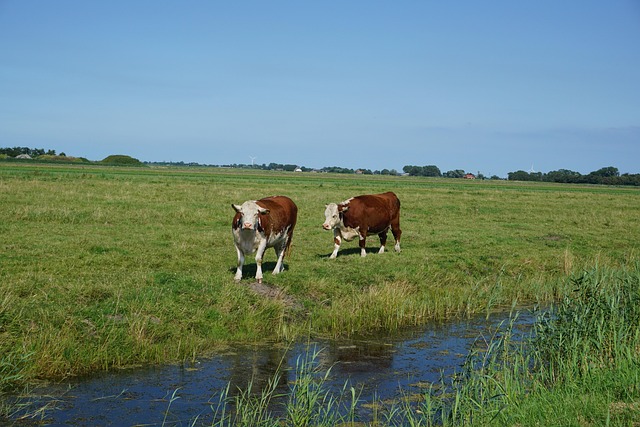 Free Animals Cows photo and picture