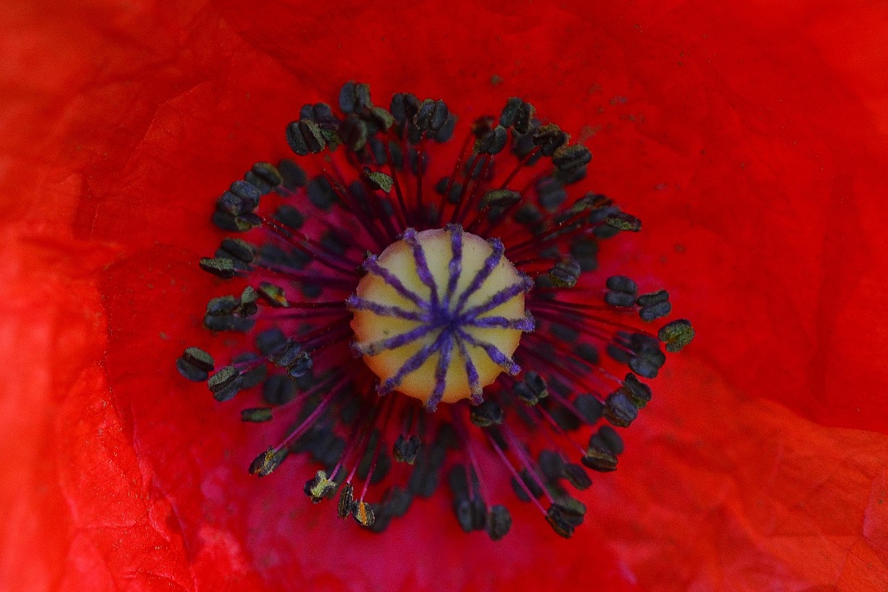 Opium Mekar Poppy Jagung Foto Gratis Di Pixabay Pixabay