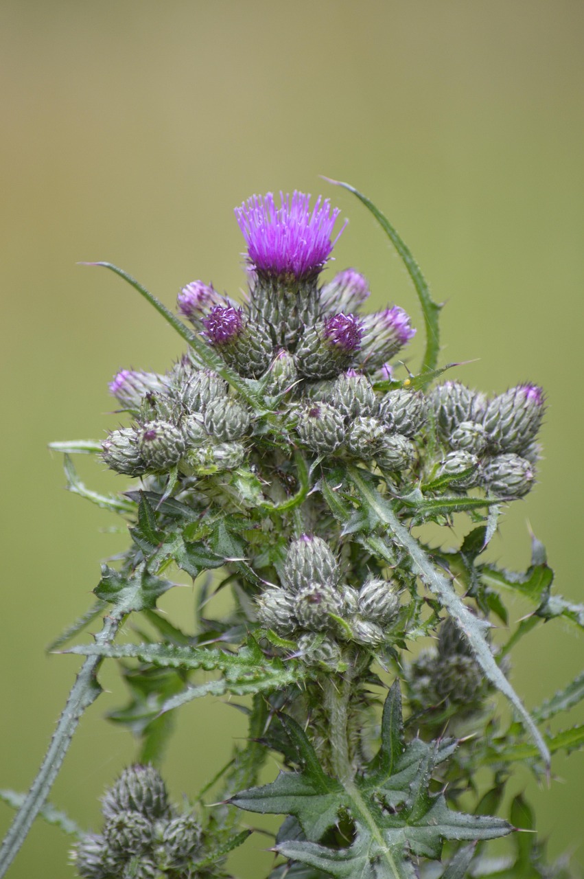 蓟 沼泽-刮蓟 Cirsium Palustre - Pixabay上的免费照片 - Pixabay