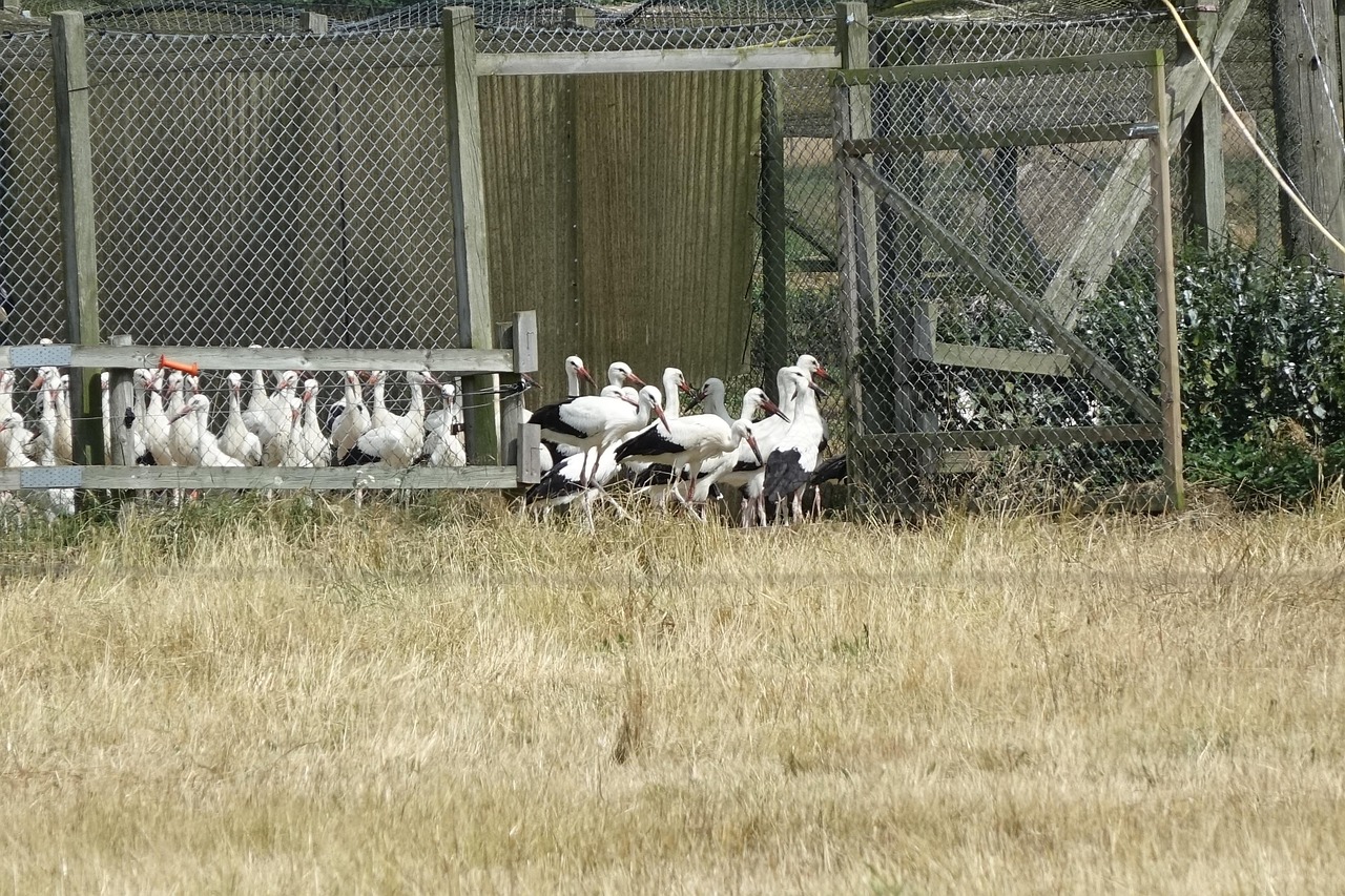 Stork The Species Hemmestorp - Free photo on Pixabay - Pixabay