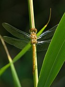 Golden Dragonfly Sympetrum - Free photo on Pixabay