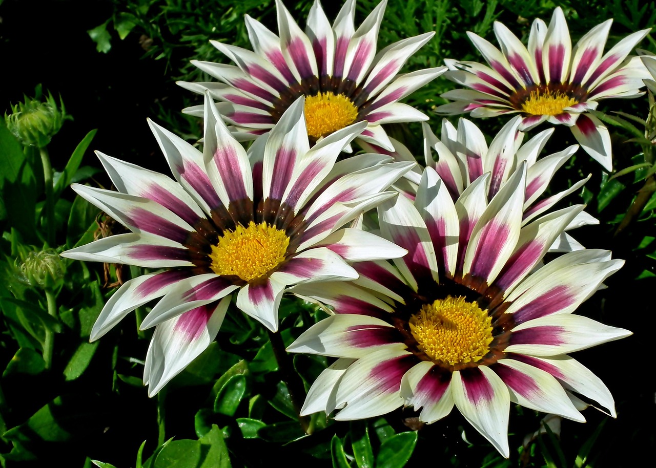 Bunga-Bunga Warna Warni Alam - Foto gratis di Pixabay - Pixabay