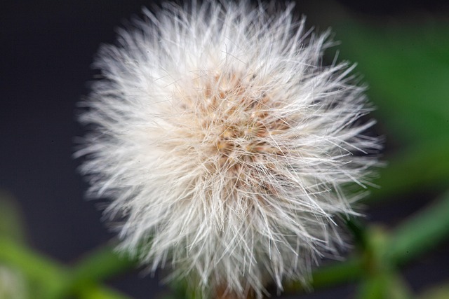 Free Flower Nature photo and picture