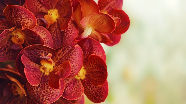 Orkidé, Blomst, Smukke Blomster