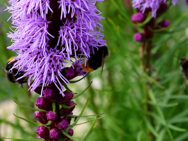 Free Bumblebee Blossom photo and picture