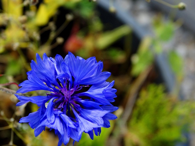 Free Cornflower Flower photo and picture