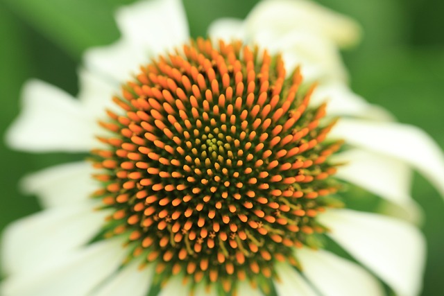Background Flower Sun Hat - Free photo on Pixabay - Pixabay