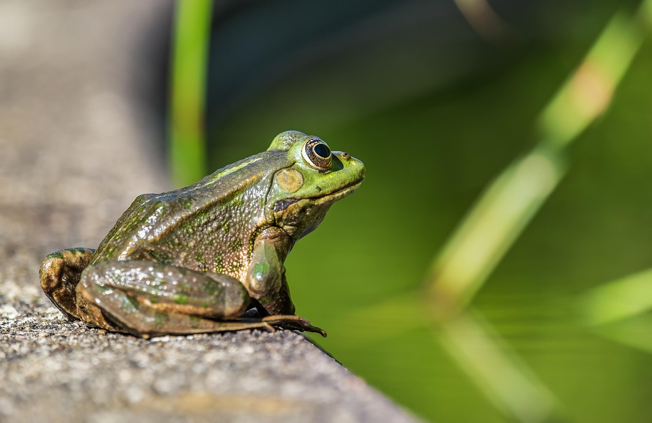 Frog - free online jigsaw puzzle photo