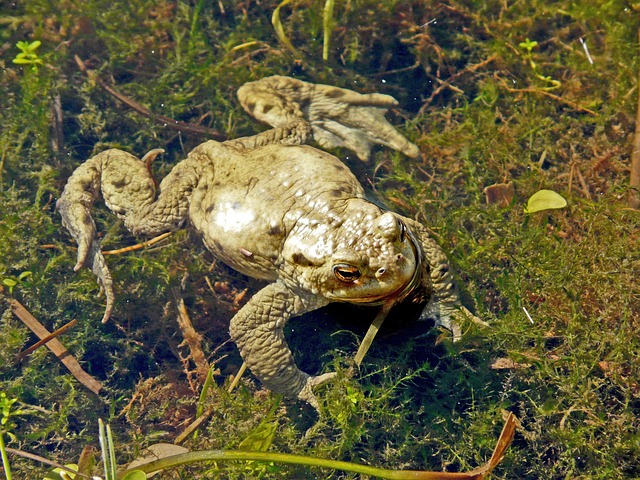 Free Toad Frog photo and picture