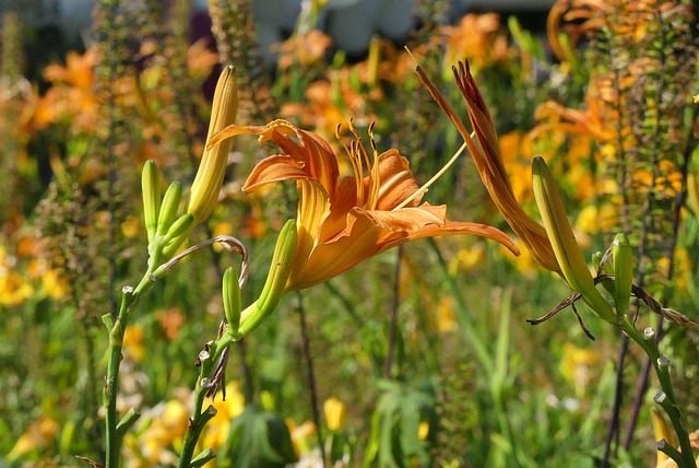 Free Flower Color photo and picture