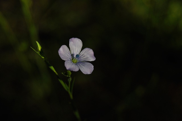 Free Flower Nature photo and picture