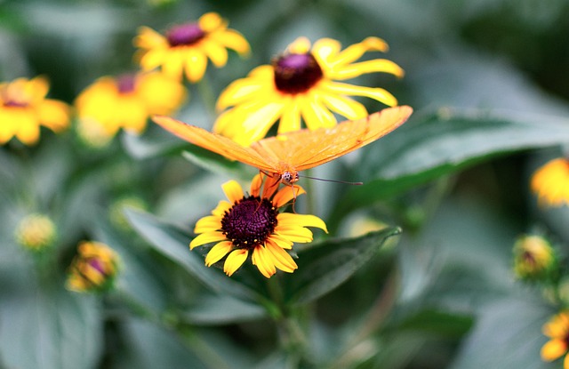 Vlinder, Bloemen, Natuur, Mooie Bloemen