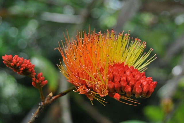 Free Flower Nature photo and picture