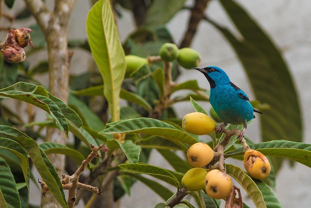 Free Bird Nature photo and picture