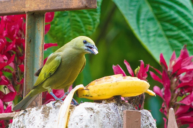 Free Bird Green photo and picture