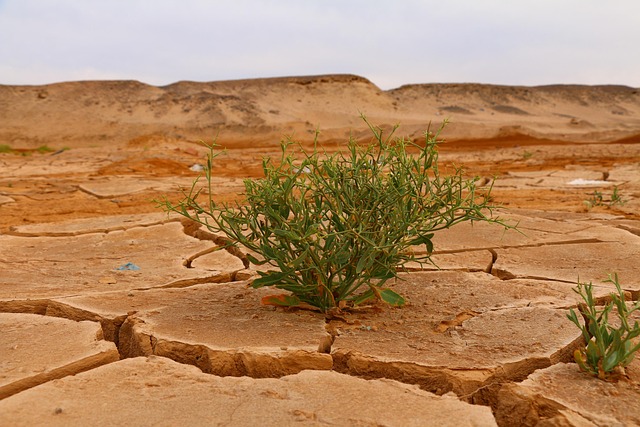 Free Desert Life photo and picture