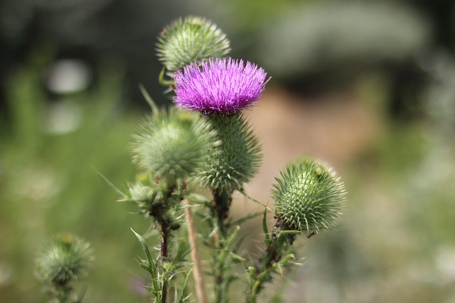 Free Burr Burdock photo and picture