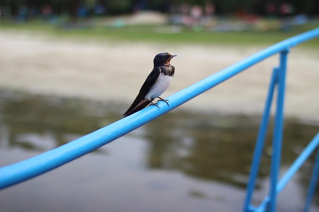 Free Swallow Bird photo and picture
