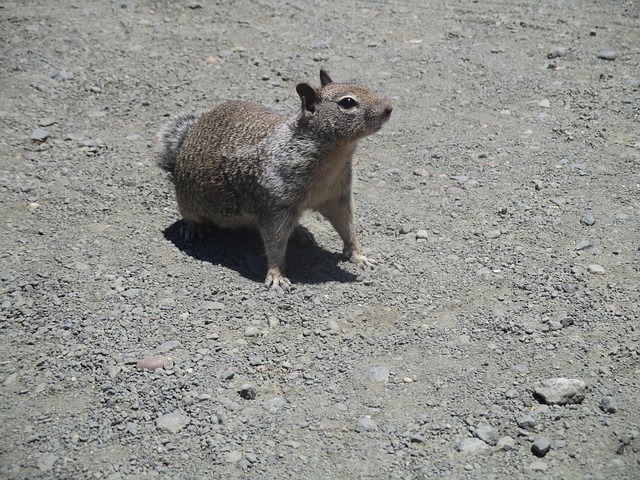 Free Squirrel Animal photo and picture