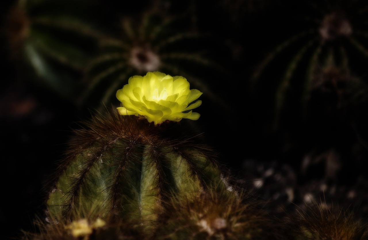 Sangles D'éperon Western Circle Y – Filigrane Fleur De Cactus – Femmes/Jeunes – Neuves