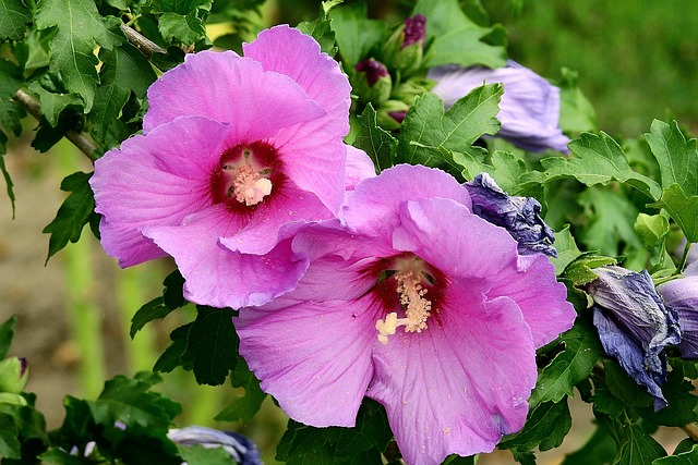 4,000+ Free Hibiscus & Flower Images - Pixabay