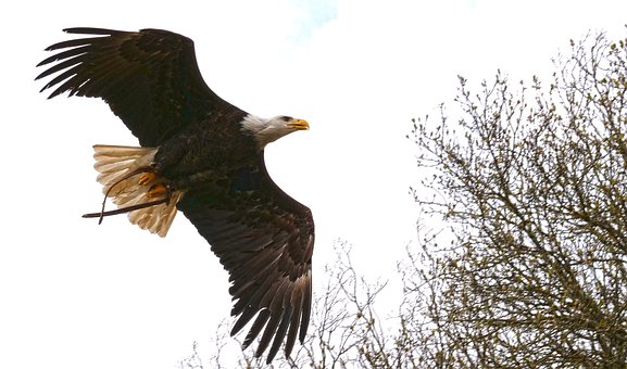 Free Eagle Bird photo and picture