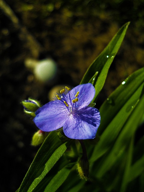 Free Flower Nature photo and picture