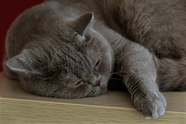 Free Cat Animals photo and picture