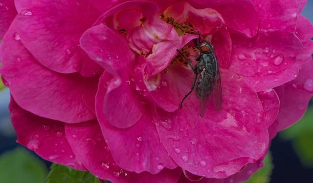Fliege, Insekt, Blume, Rosa