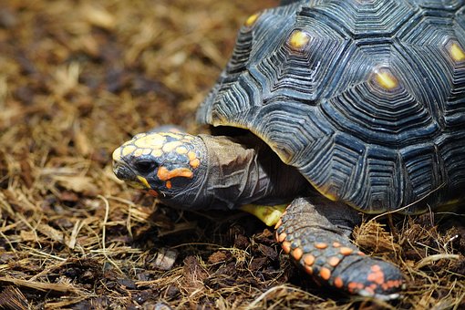 500以上の無料sea Turtle ウミガメ画像 Pixabay