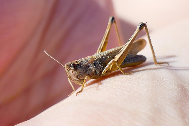 Saltamontes, Insecto, Cerrar, Naturaleza