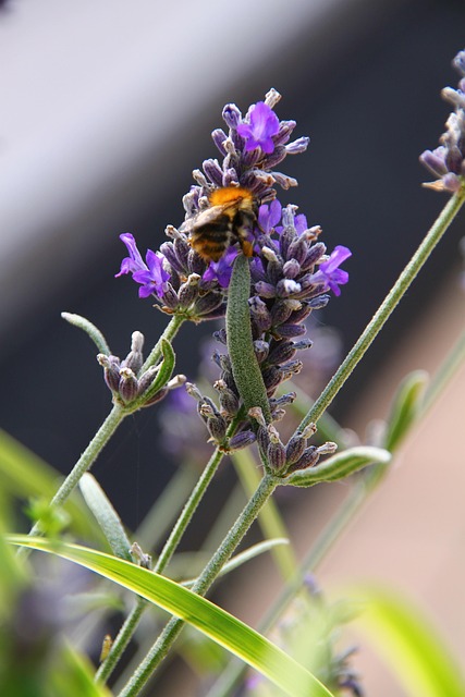 Terrasse, Blomst Bakgrunn
