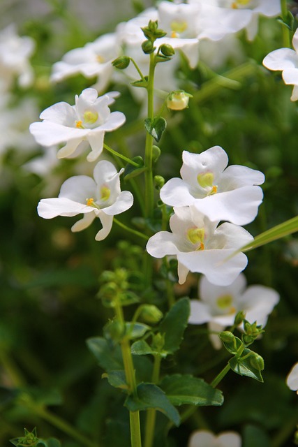 Hage, Terrasse, Blomst, Anlegg, Blossom