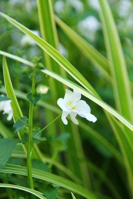 Hage, Terrasse, Blomst, Anlegg, Hvit
