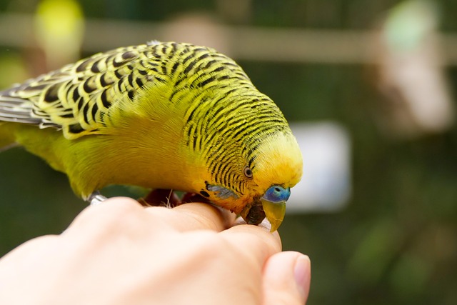 Periquito, Pico, Pájaro, Animal, Cerrar