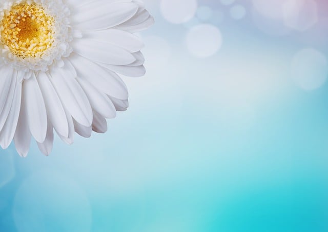 Free gerbera nature flower illustration