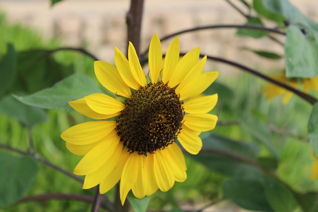 Free Girasol Flower photo and picture