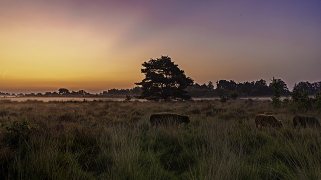 Solopgang, Galoway Kvæg, Træ