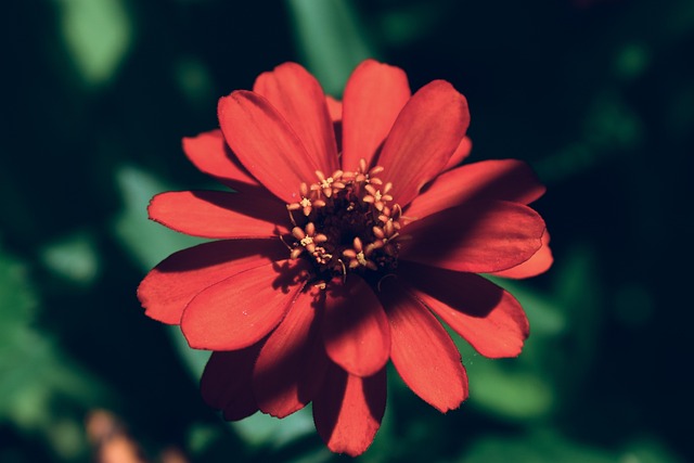 Röd Blomma Bloom - Gratis foto på Pixabay - Pixabay