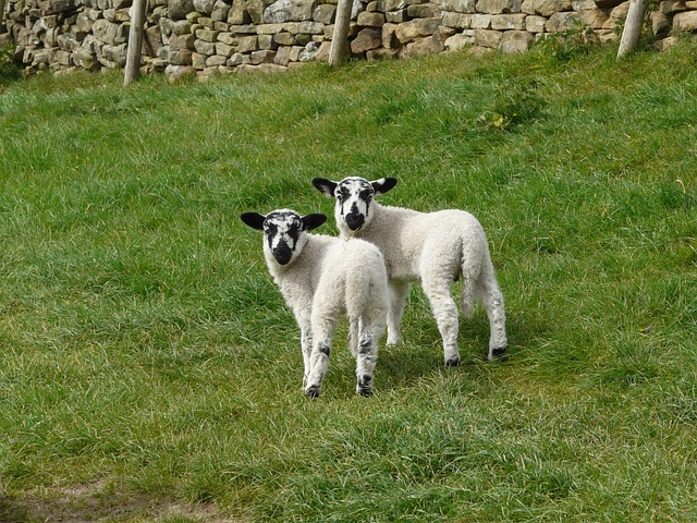 Free Lambs Twins photo and picture
