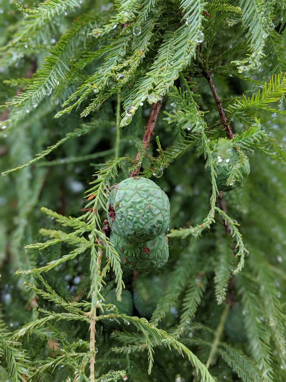Download free HD stock image of Pine Dew Free Pine Dew photo and picture