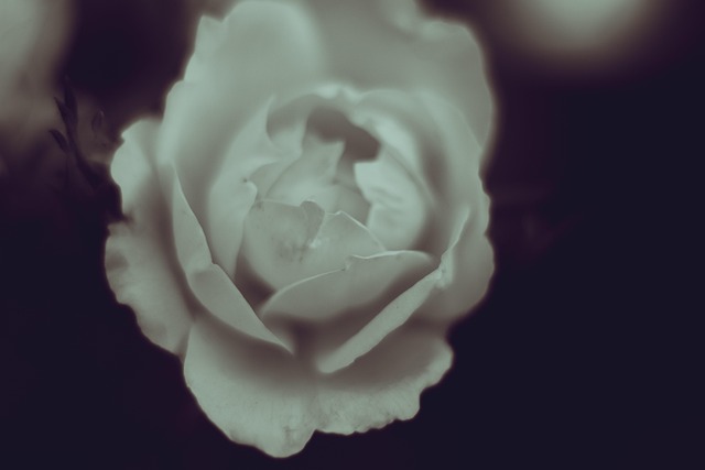 Rosa Branca Flores Florescendo Foto Gratuita No Pixabay Pixabay