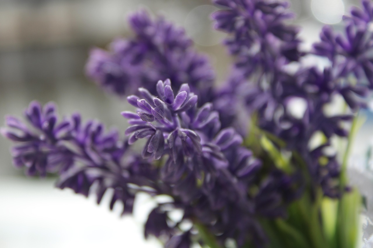 Violet Spring Green - Free photo on Pixabay
