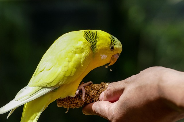 Periquito, Loro, Pájaro, Animal, Perico