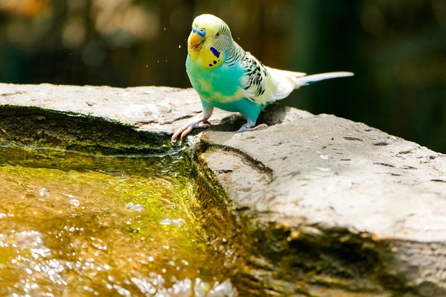 Periquito, Pájaro, Animal, Loro, Zoo