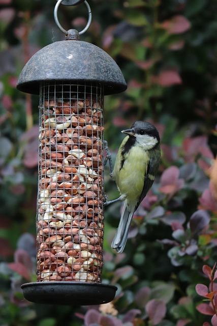 Free Great Tit Bird photo and picture