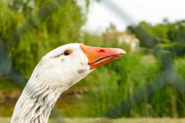 Ganso, Cabeza, Pájaro, Aves De Corral