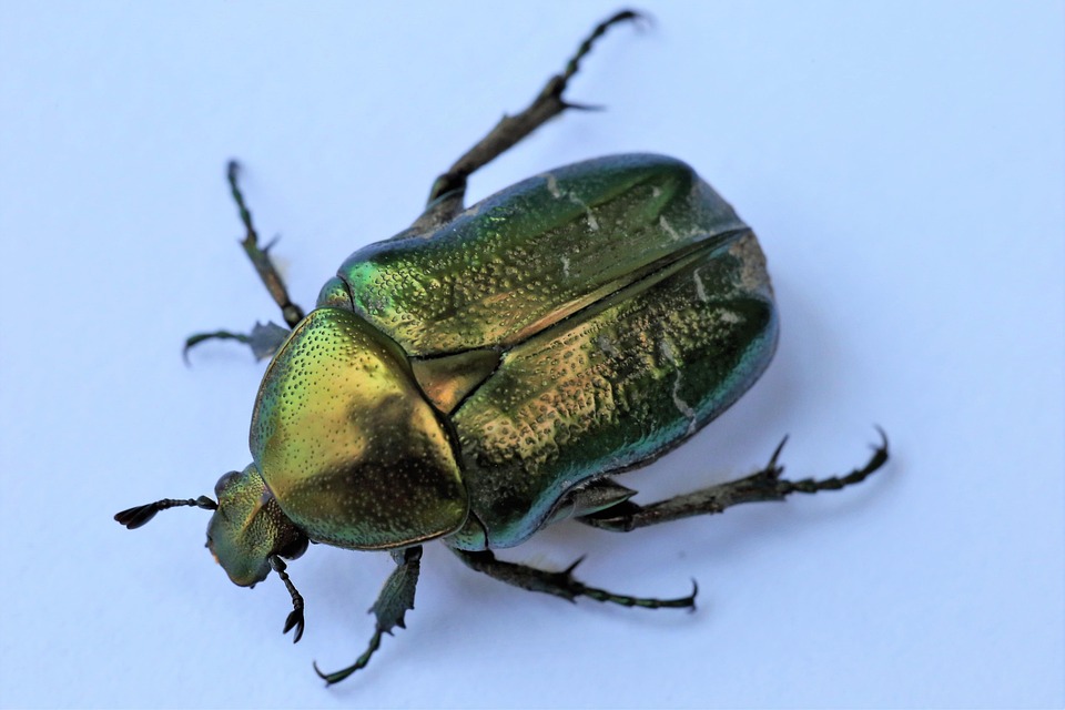 cetonia-aurata-rose-chafer-insect-free-photo-on-pixabay-pixabay