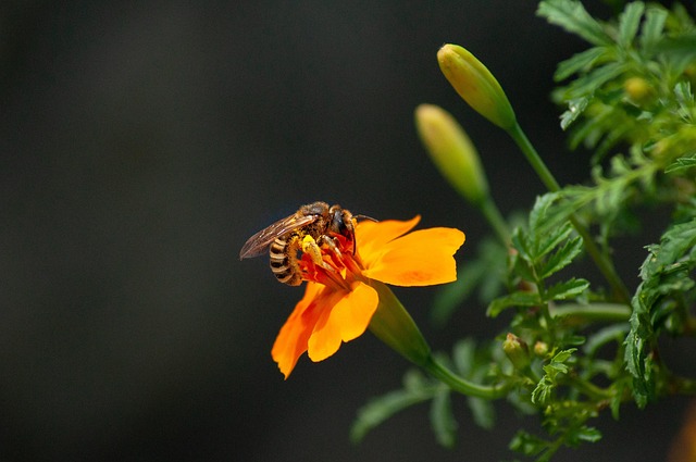 Free Bee Flower Wallpaper photo and picture