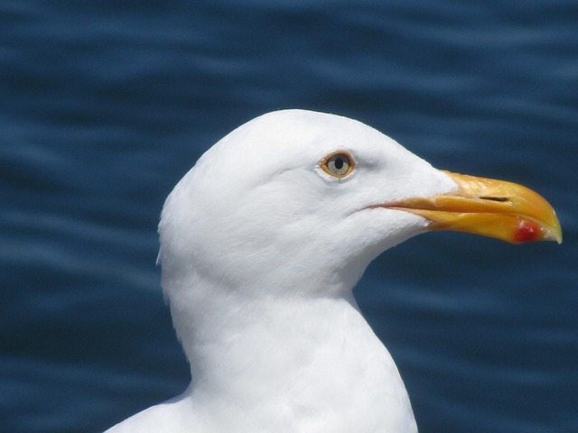 Free Seagull Nature photo and picture